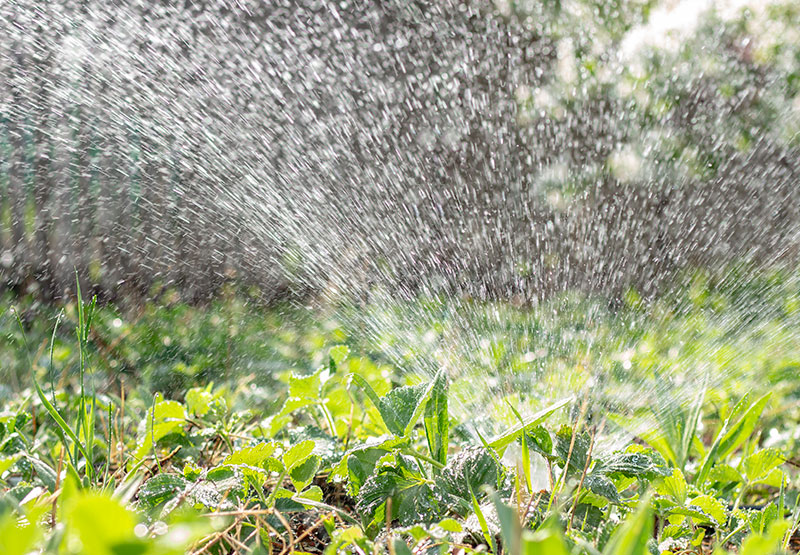 Pacific Landscape Aquatic Ecosystems, Irrigation Systems, Waterfalls and Natural Lakes, LED Outdoor Lighting, Vertical Gardens