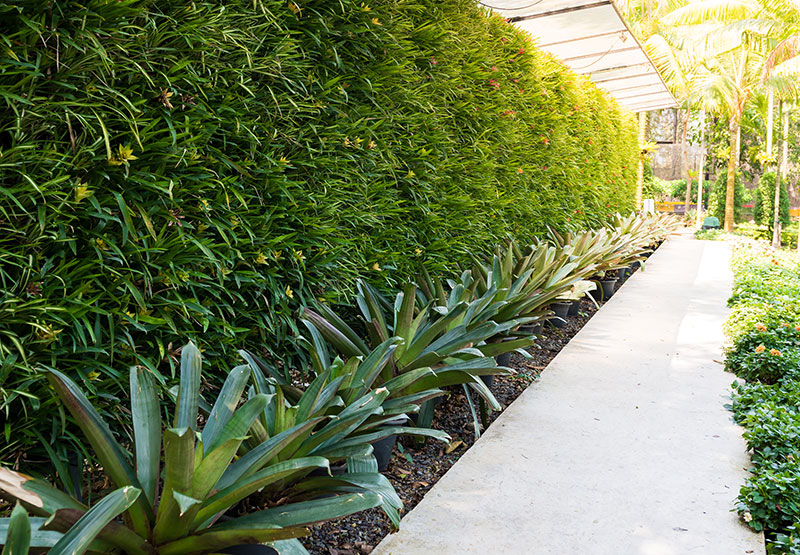 Pacific Landscape Aquatic Ecosystems, Irrigation Systems, Waterfalls and Natural Lakes, LED Outdoor Lighting, Vertical Gardens